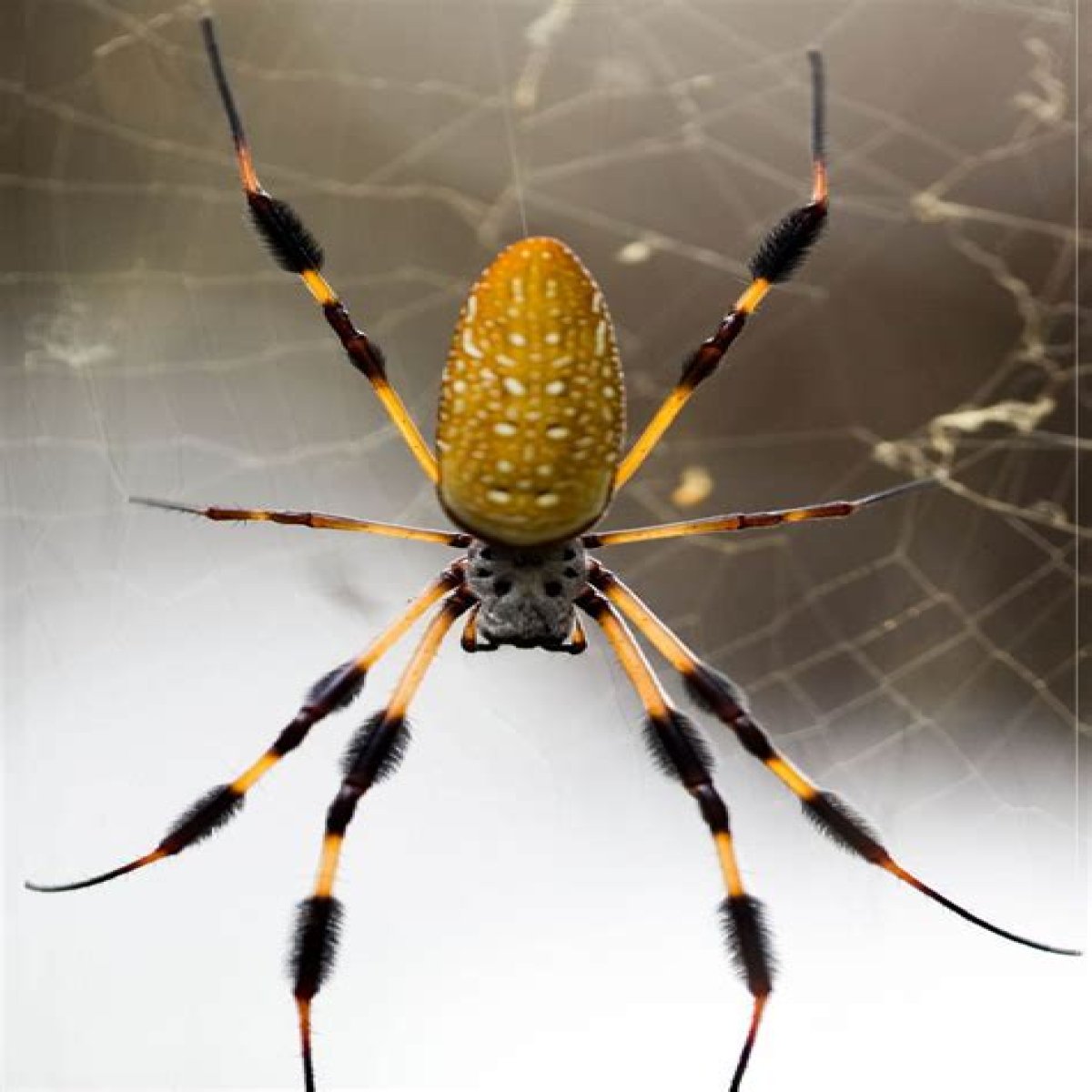 ___! A spider!
