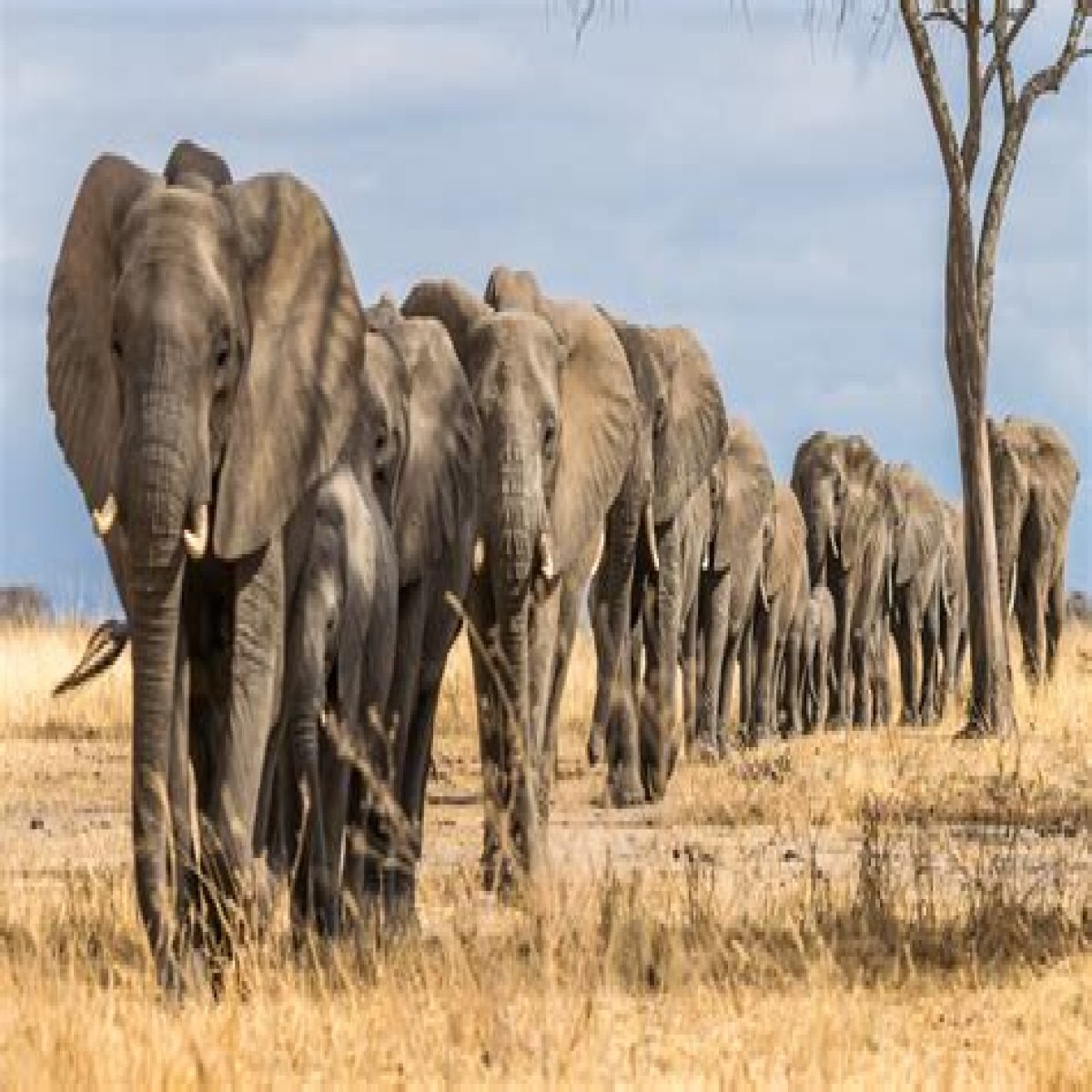 An Elephant's Tail Looks Nothing Like You Think It Does