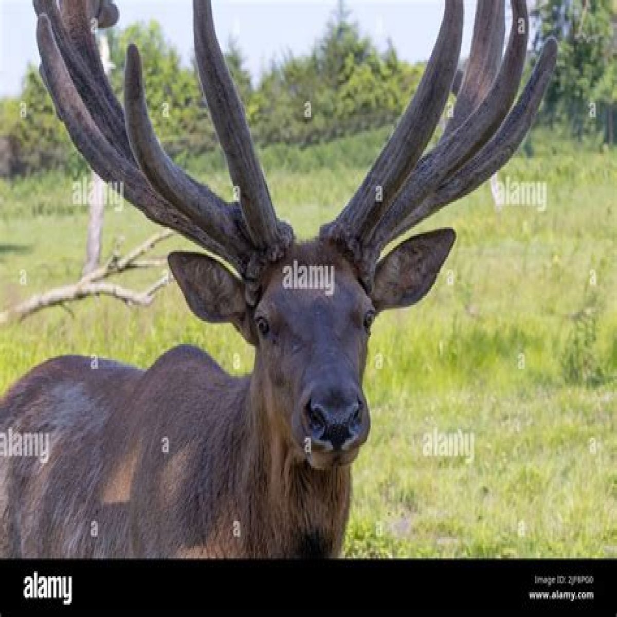 Antlered animal also known as a wapiti