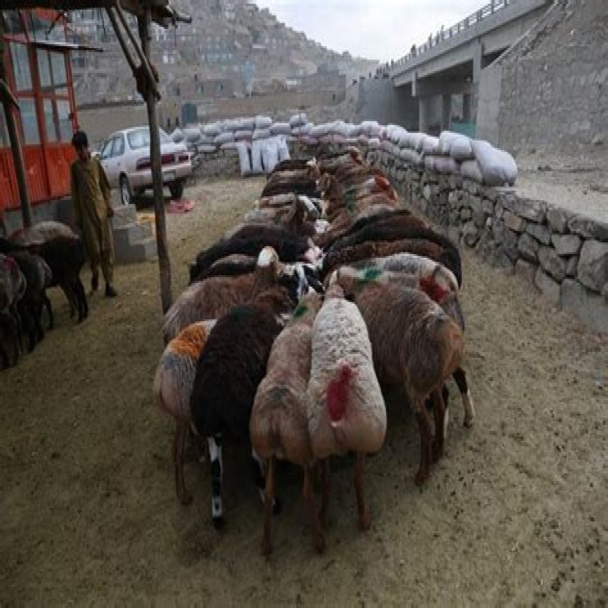 Asia Album: Bustling sheep market in Afghanistan ahead of Eid al-Adha - Xinhua