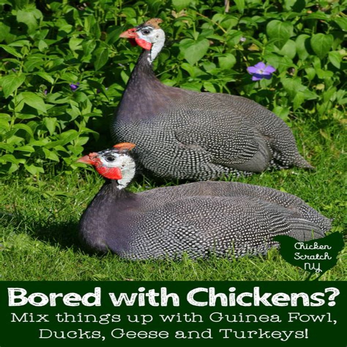 Barnyard birds that cluck