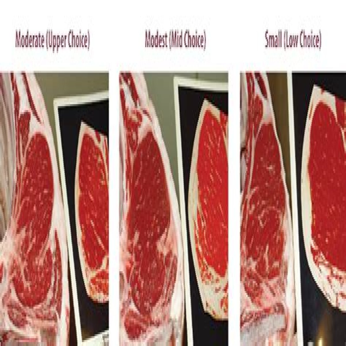 Beef Grades and Carcass Information