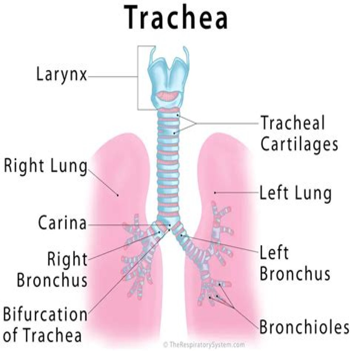 Body part at the lower end of the windpipe