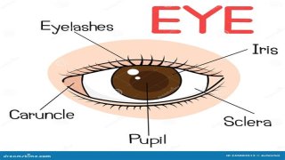 Body part with a pupil