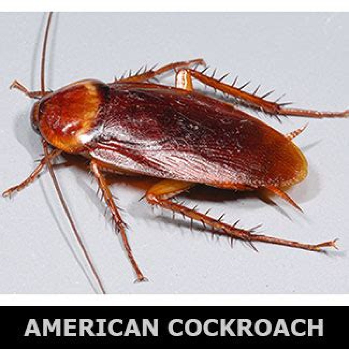 Control Household Insect Pests | Mississippi State University Extension Service