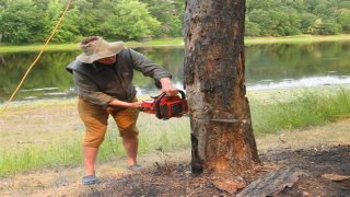 Cut down as a tree limb
