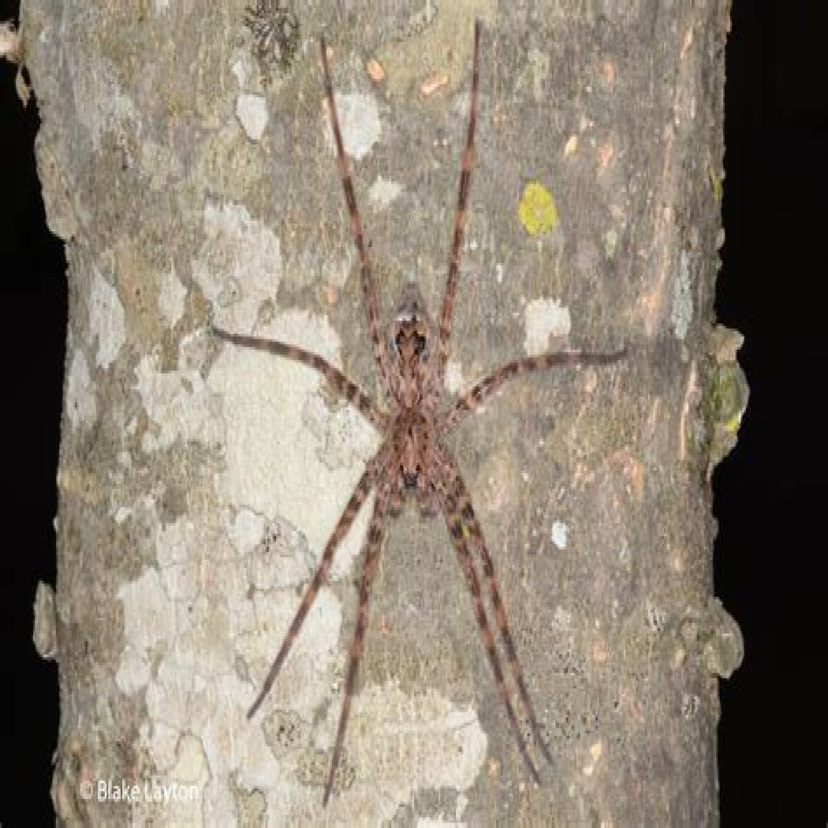 Dark Fishing Spider, Vol. 8, No. 25