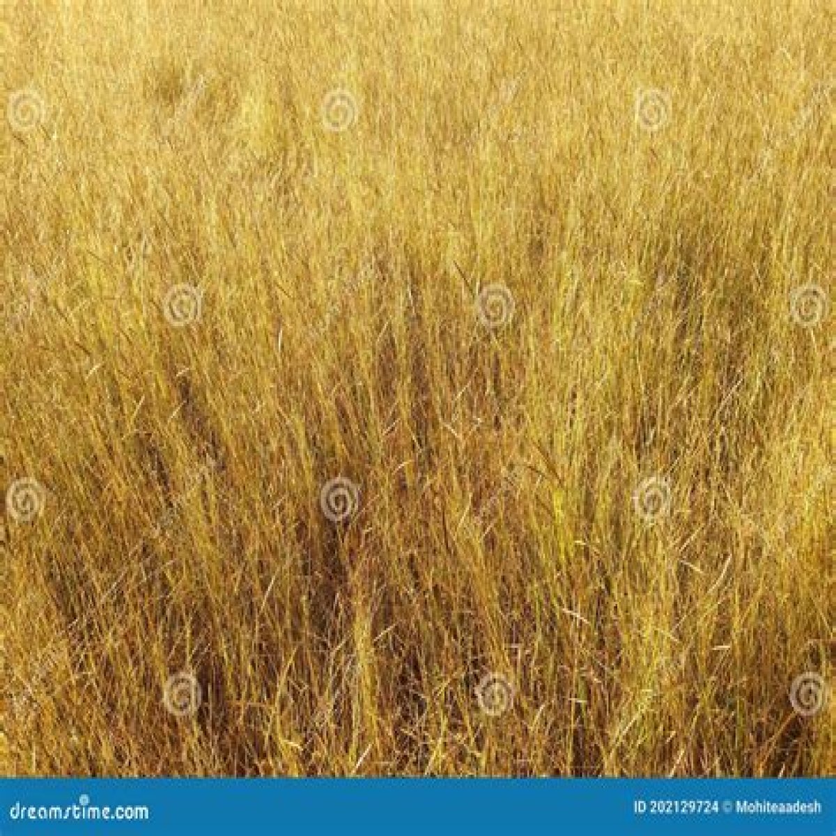Dried grass used as fodder