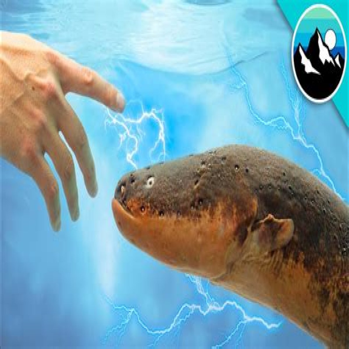 Electric ___ (shocking fish)