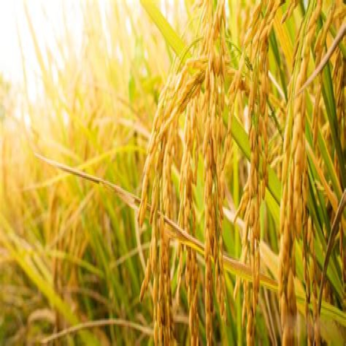 Field for growing rice