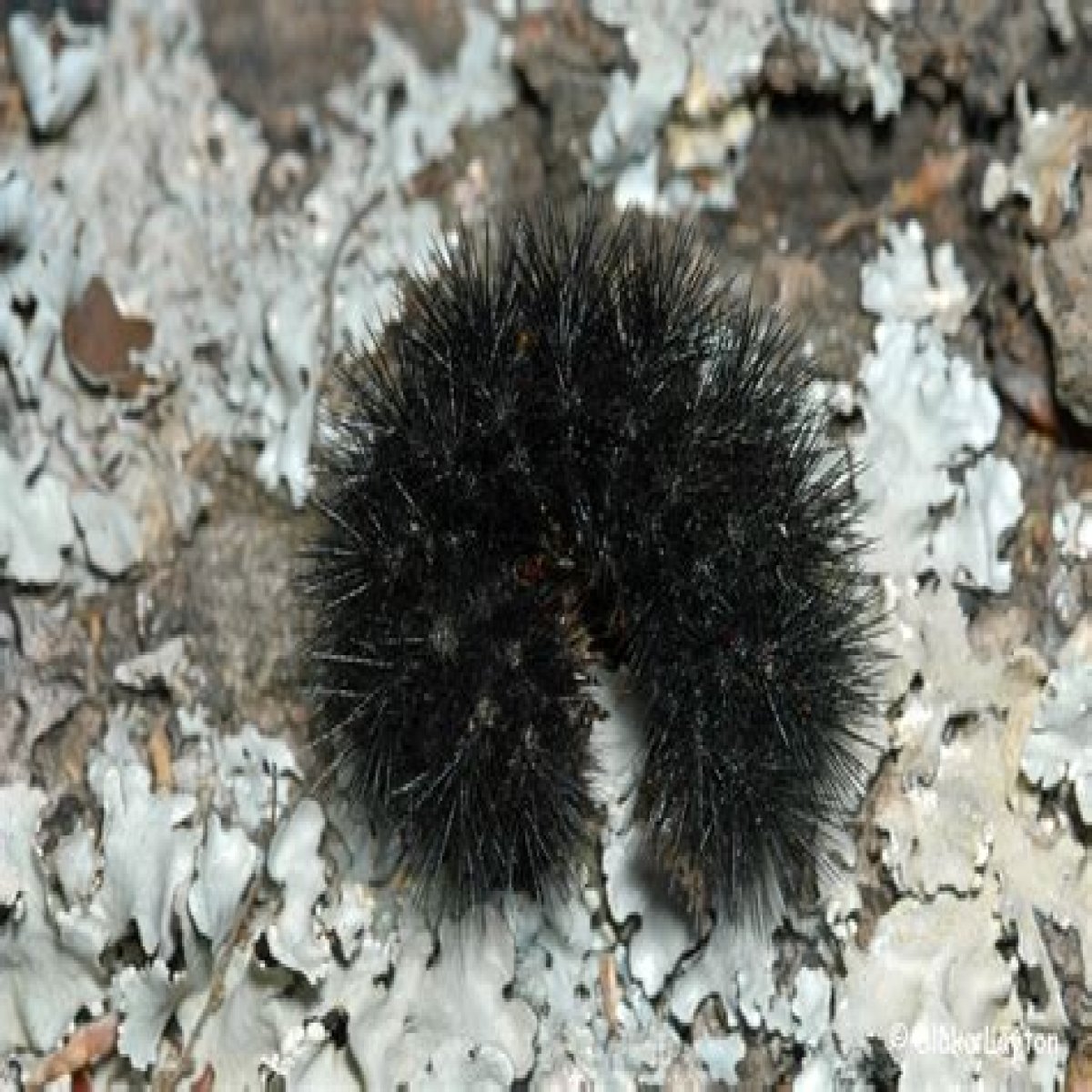 Giant Leopard Moth Caterpillar, Vol. 4, No. 32