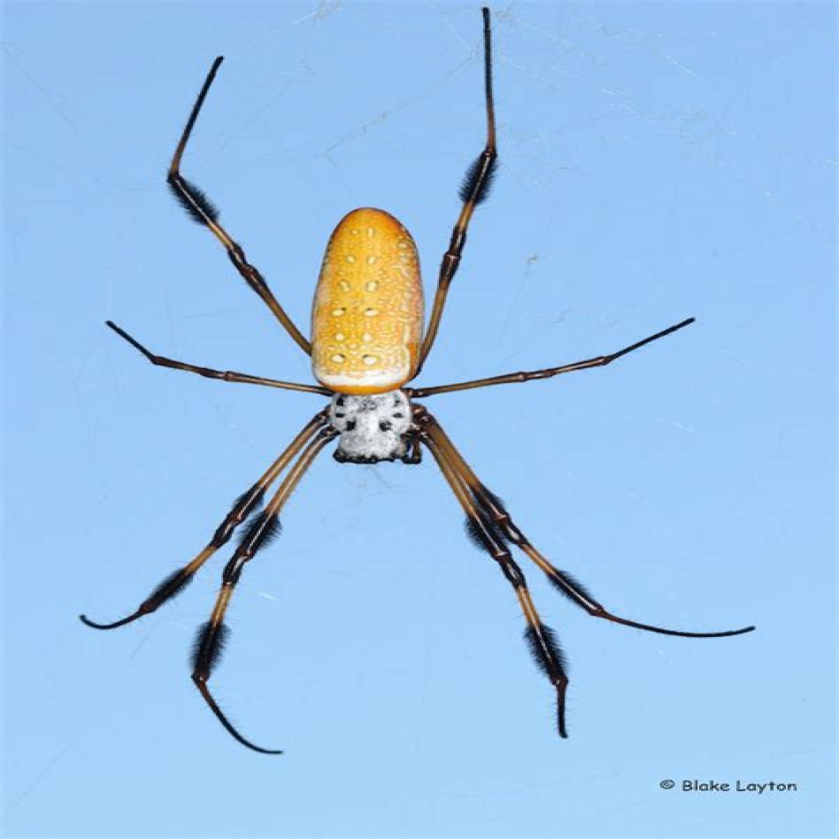 Golden Silk Spider or Joro Spider?, Vol. 8, No. 18