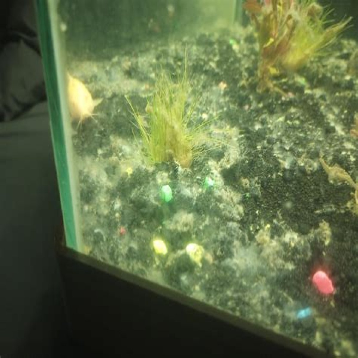 Green gunk in an aquarium