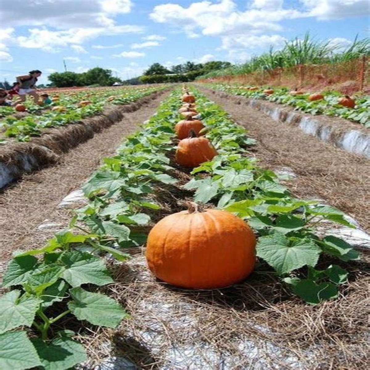 Growing Pumpkins for the Home Garden