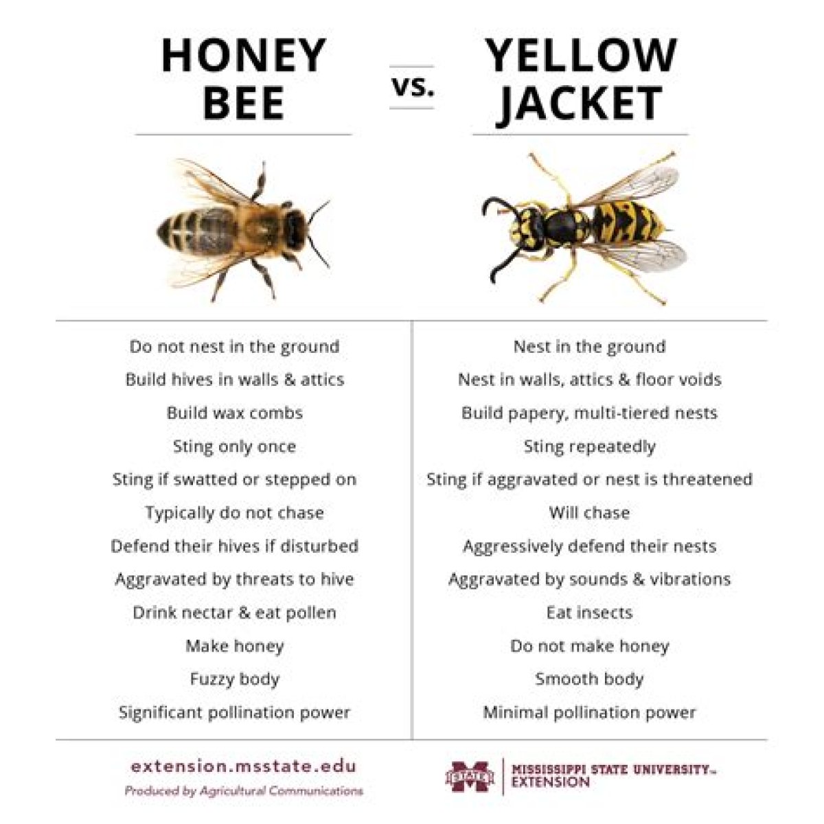 Honey bee vs. Yellow Jacket table