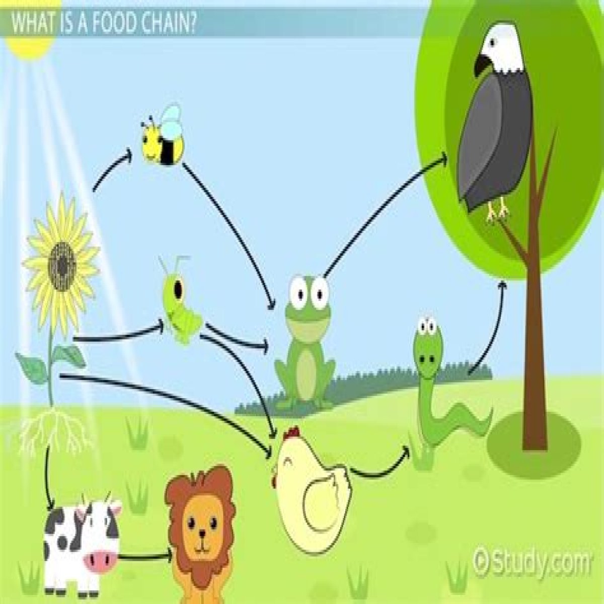 How does the grassland food web work?
