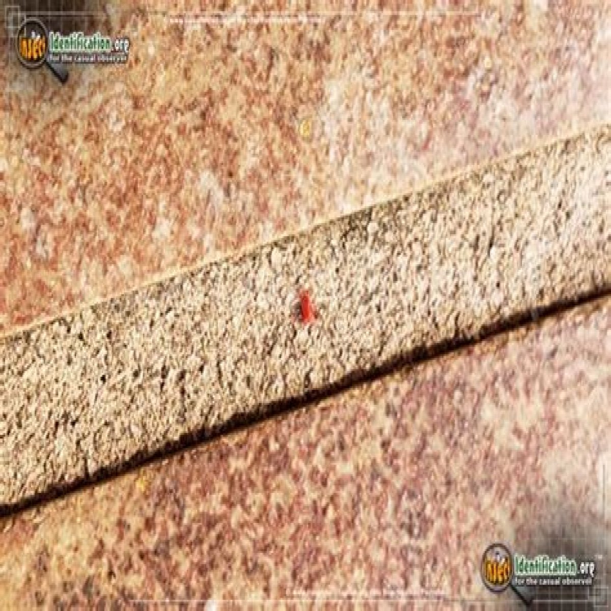 Insects seen on sidewalks