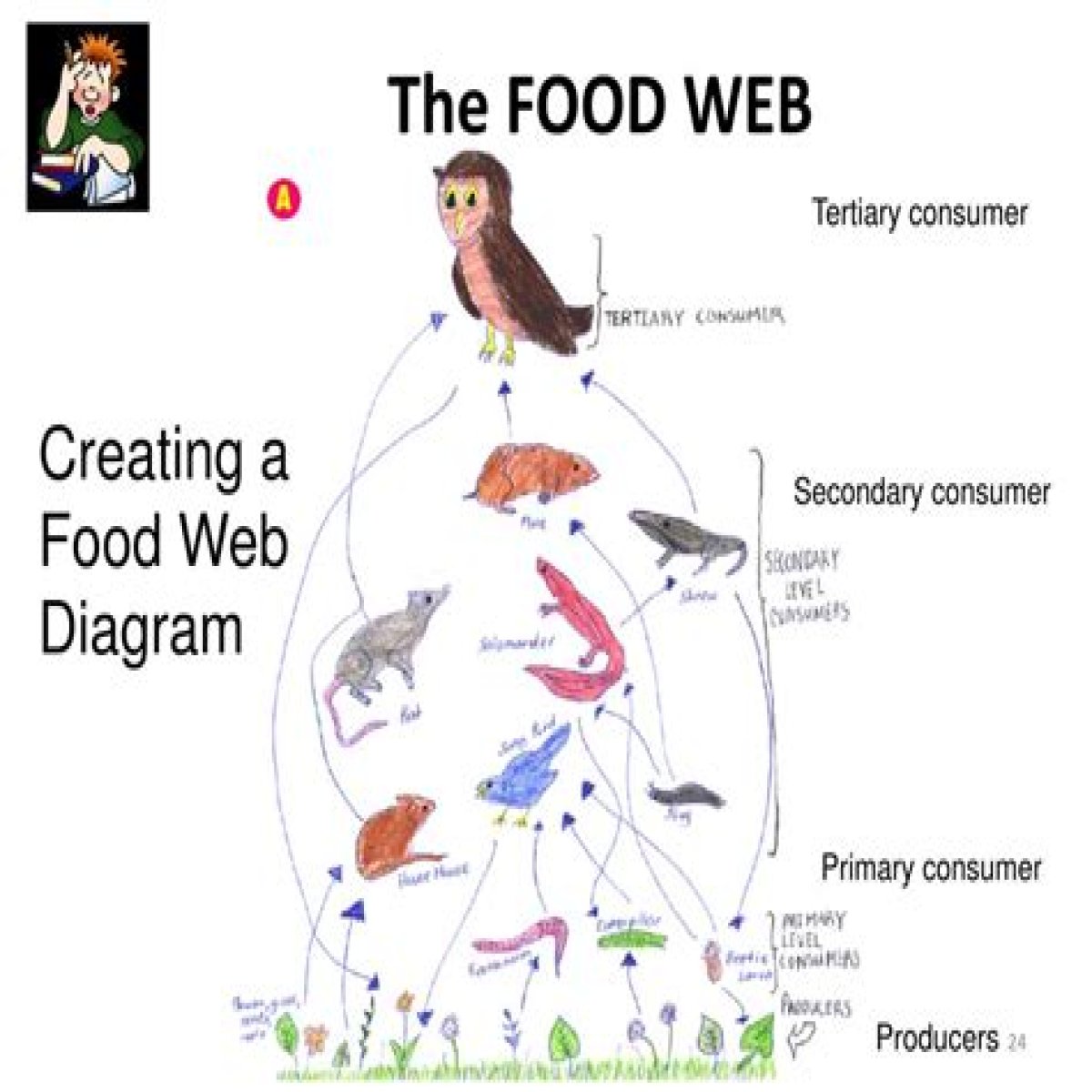 Is a barn owl a tertiary consumer?