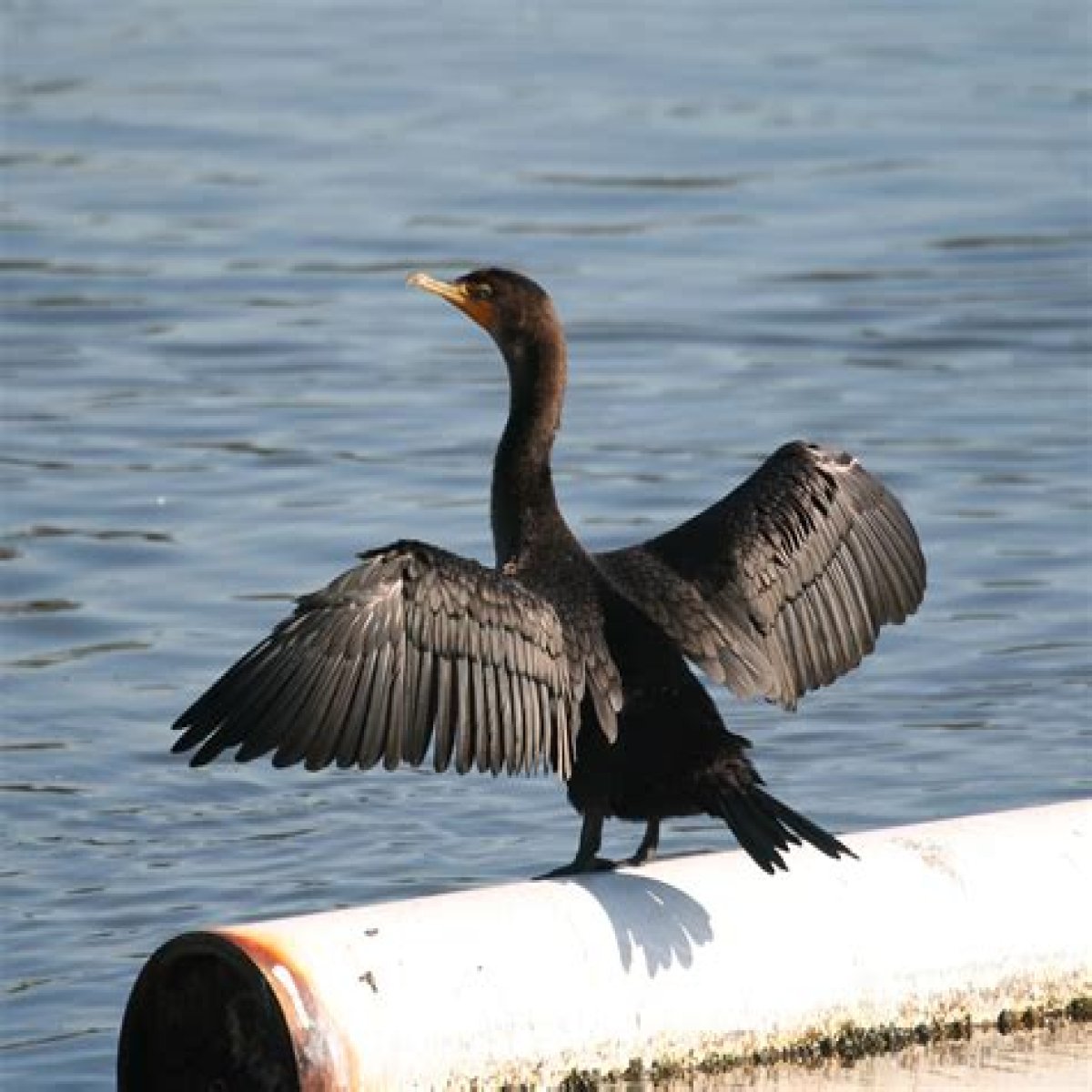 Long-necked aquatic bird