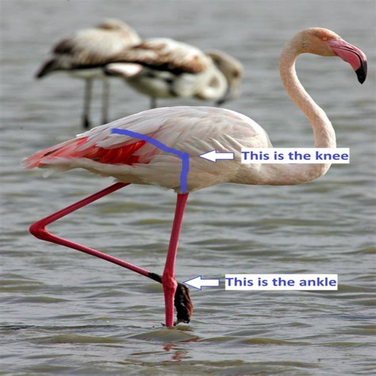 Long S-shaped part of a flamingo