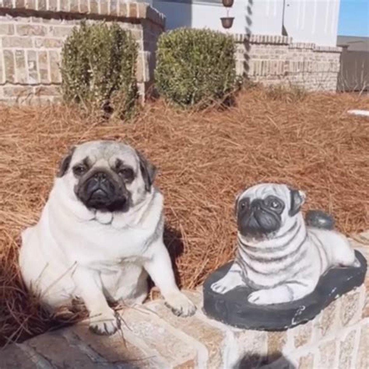 Maggie the Pug Falls in Love with her Doppelganger Statue