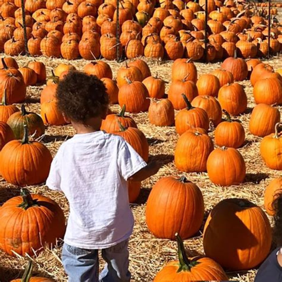 Photos from Kylie Jenner's Kids Stormi & Aire Webster's 2023 Visit to the Pumpkin Patch