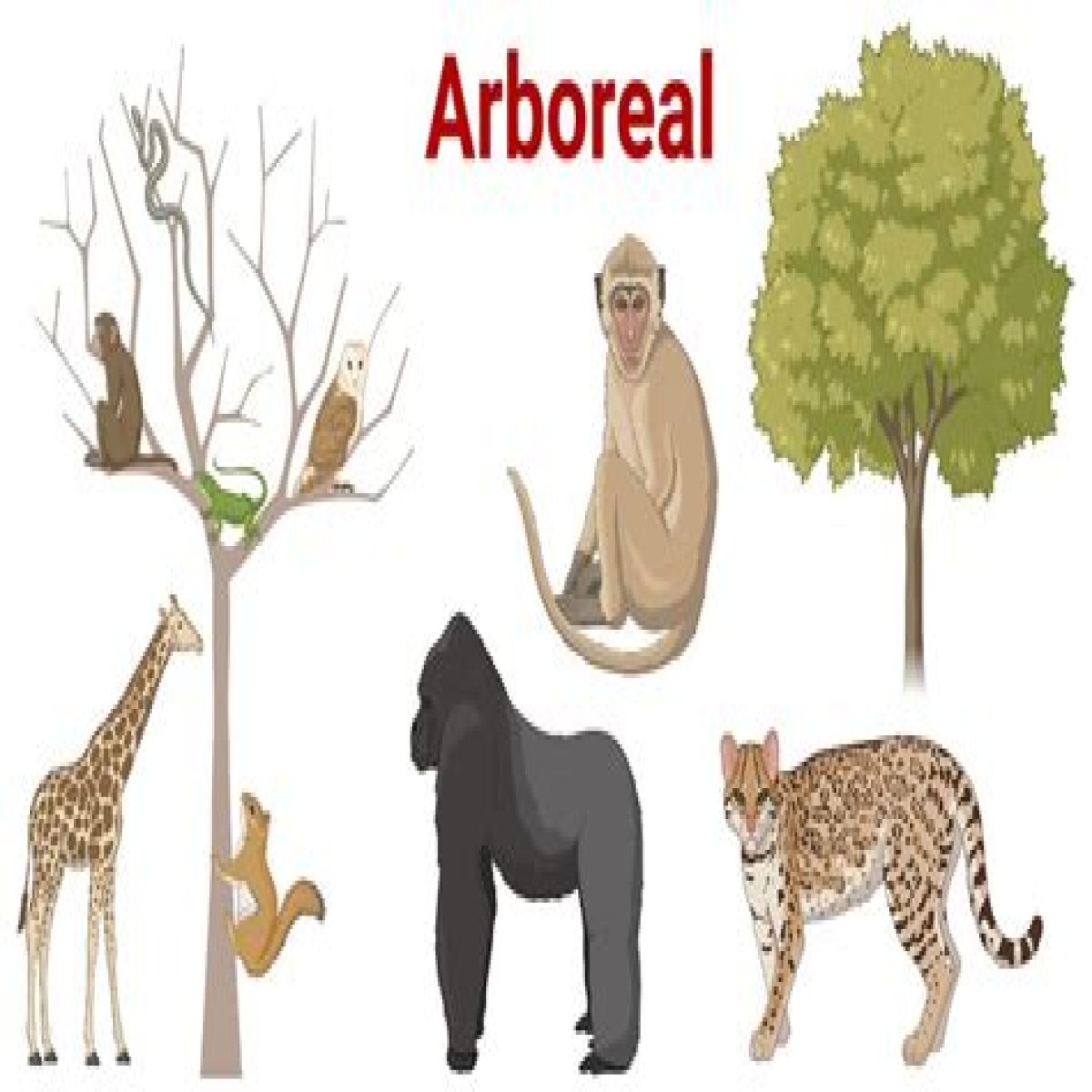 Place for an arboreal animal