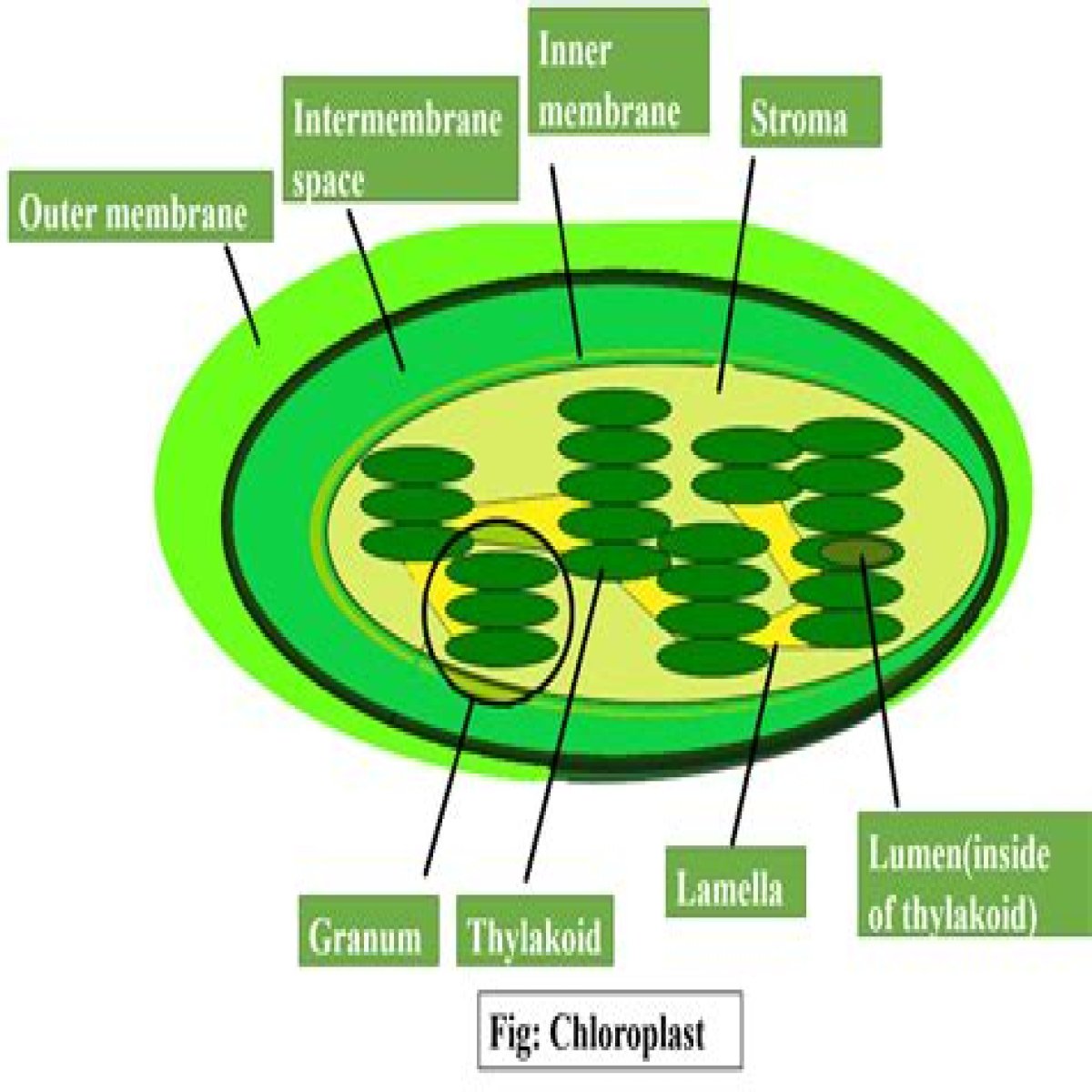 Plant part where photosynthesis happens