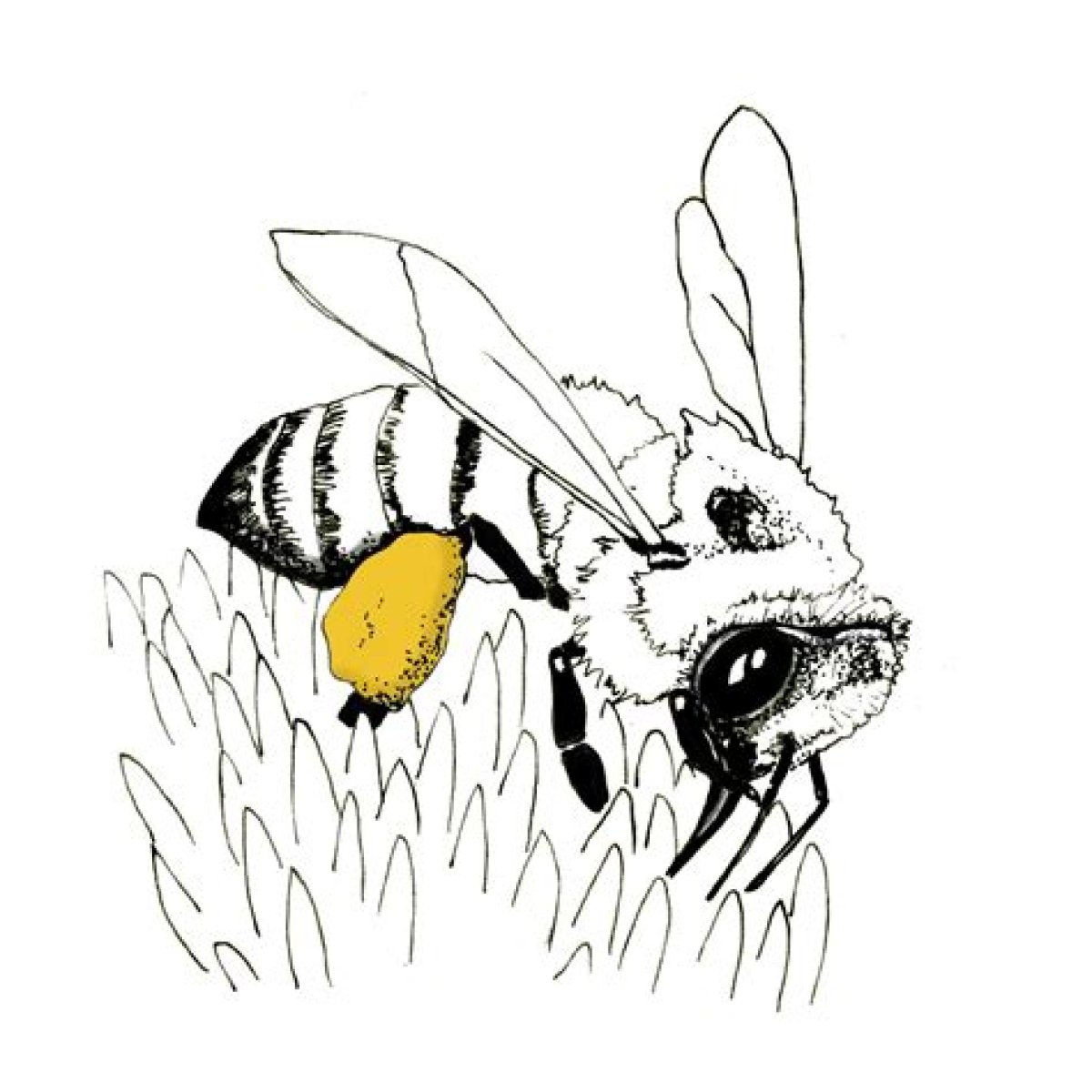 Protecting Pollination by Honey Bees in Mississippi