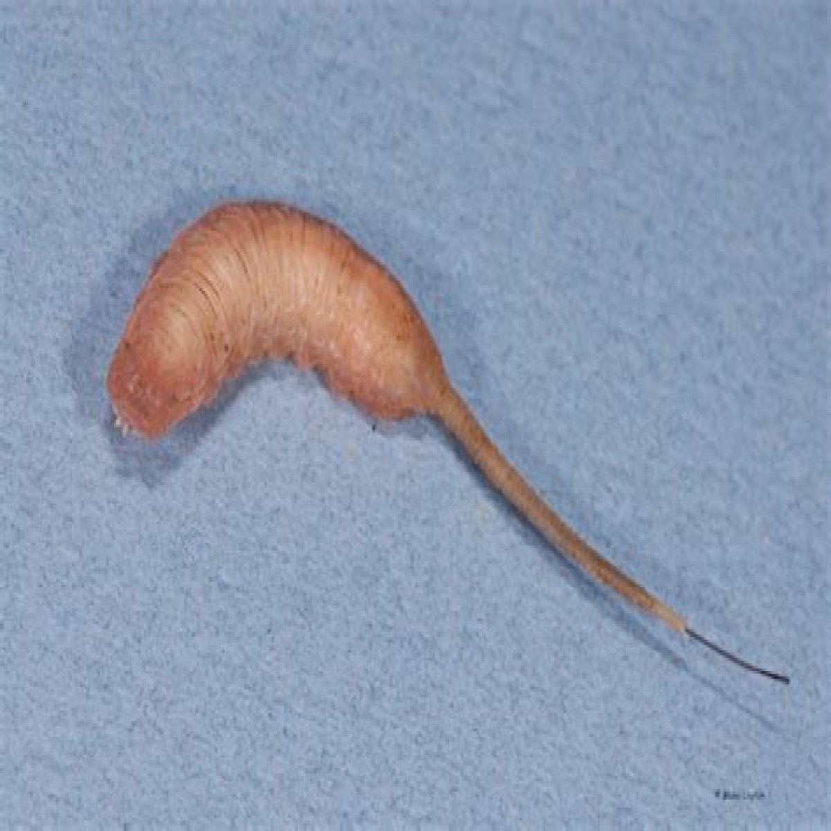 Rat-tailed Maggot, Vol. 7, No. 2