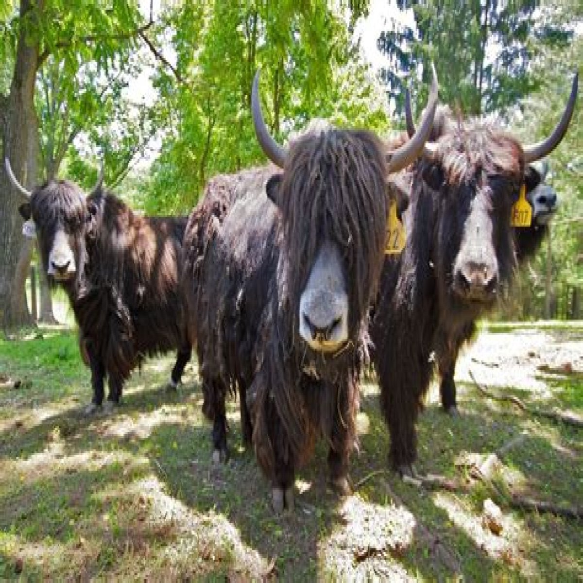 Shaggy beasts from Tibet