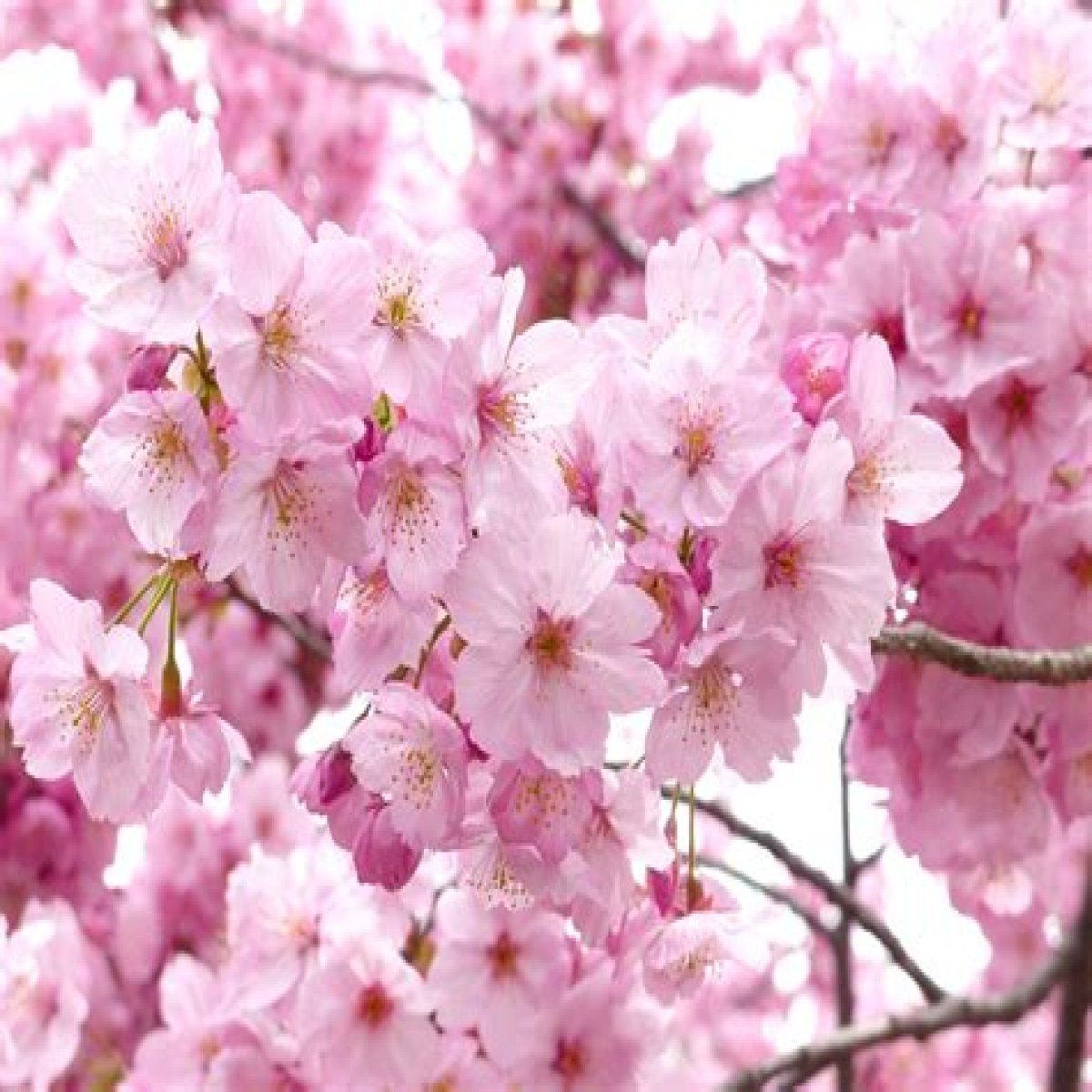 Small blossom