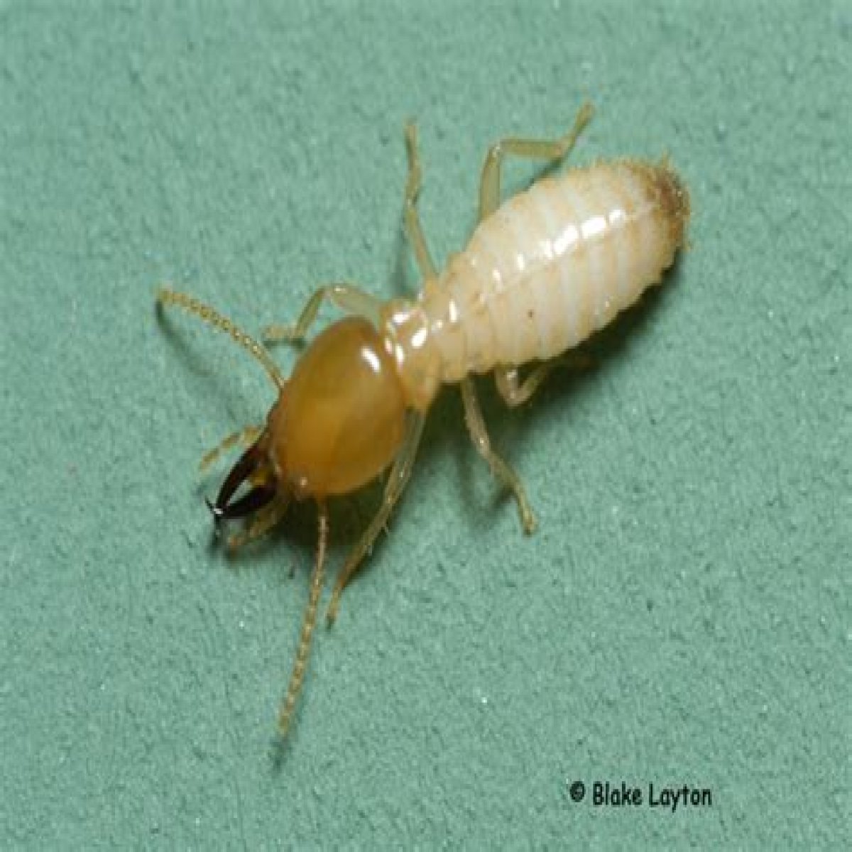 Termite Biology (eastern subterranean termites and Formosan termites)