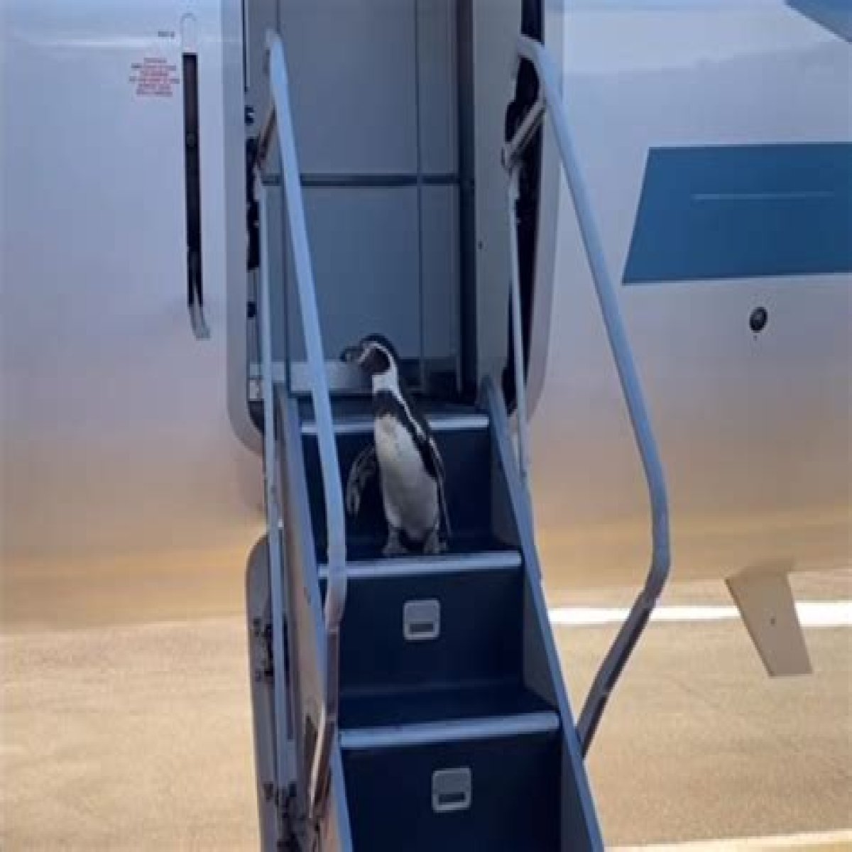 The jet-set life of Chester – Penguin and professional actor
