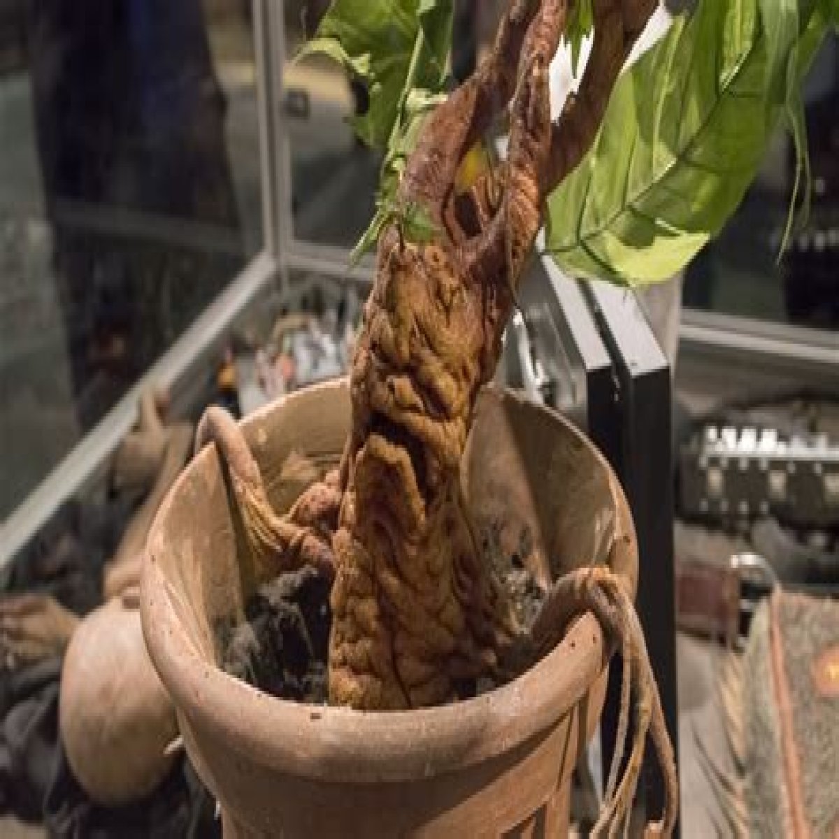 The Real Life Plant That Inspired The Mandrakes In Harry Potter