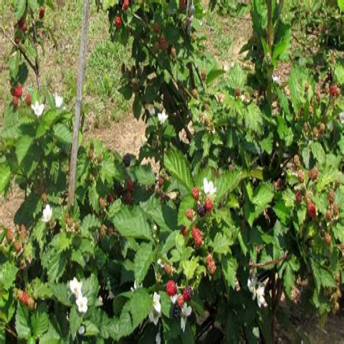 Tips for Planting Blackberries | Mississippi State University Extension Service