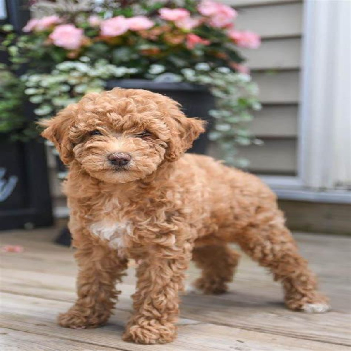 Toy poodle's bark