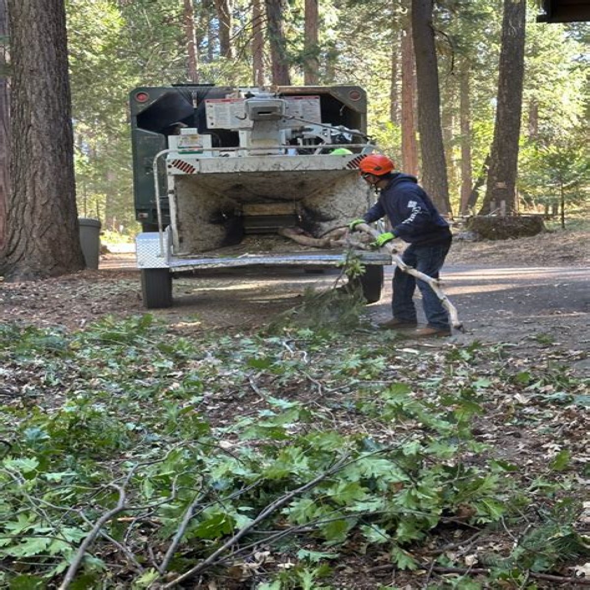 Tree Removal in Foothill Farms CA