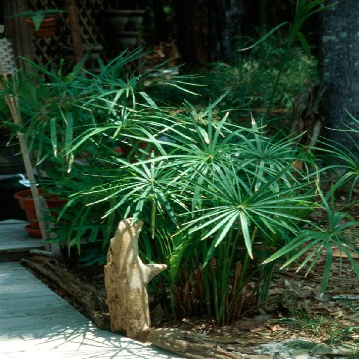 Umbrella palm thrives anywhere it's planted