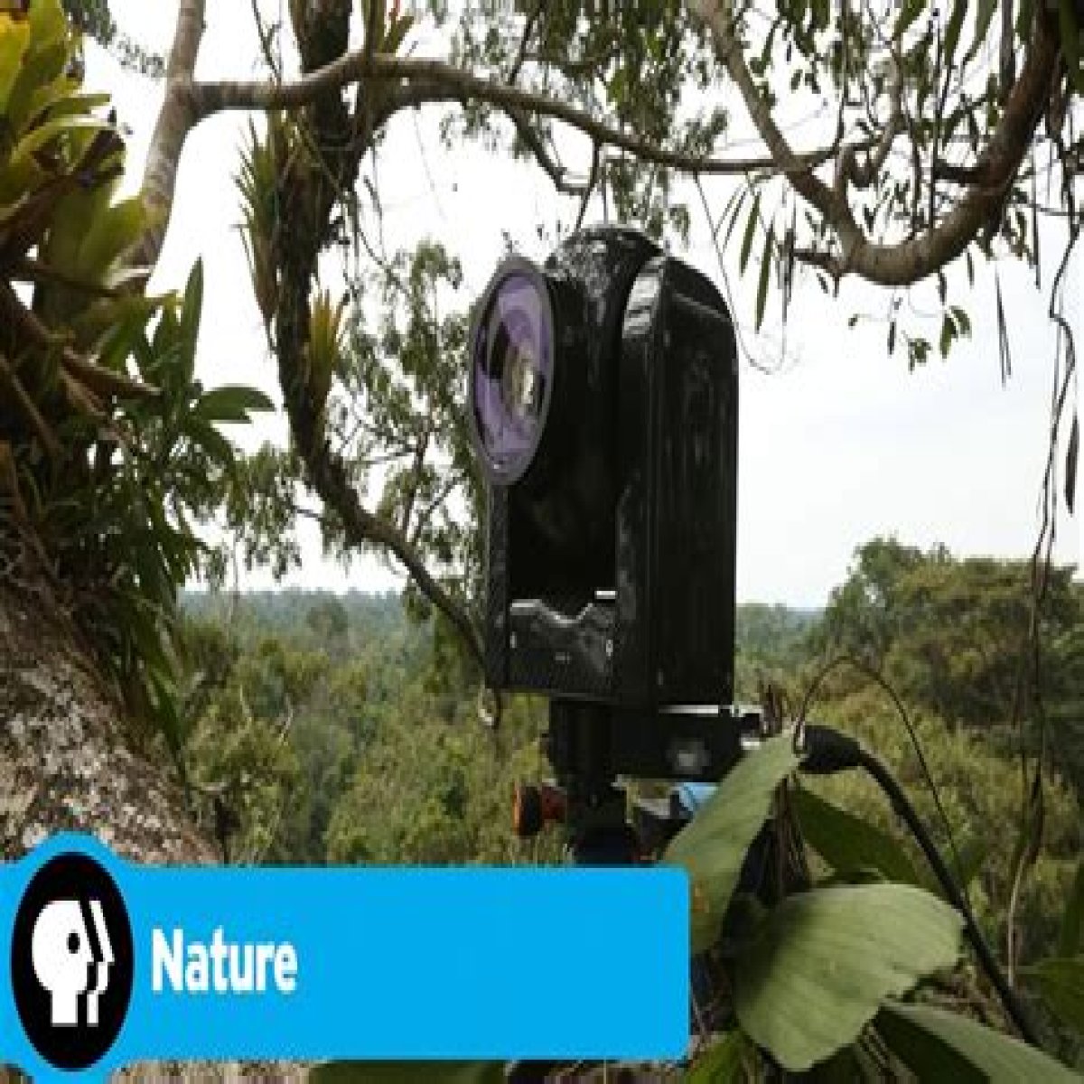 Undercover in the Jungle | About | Nature