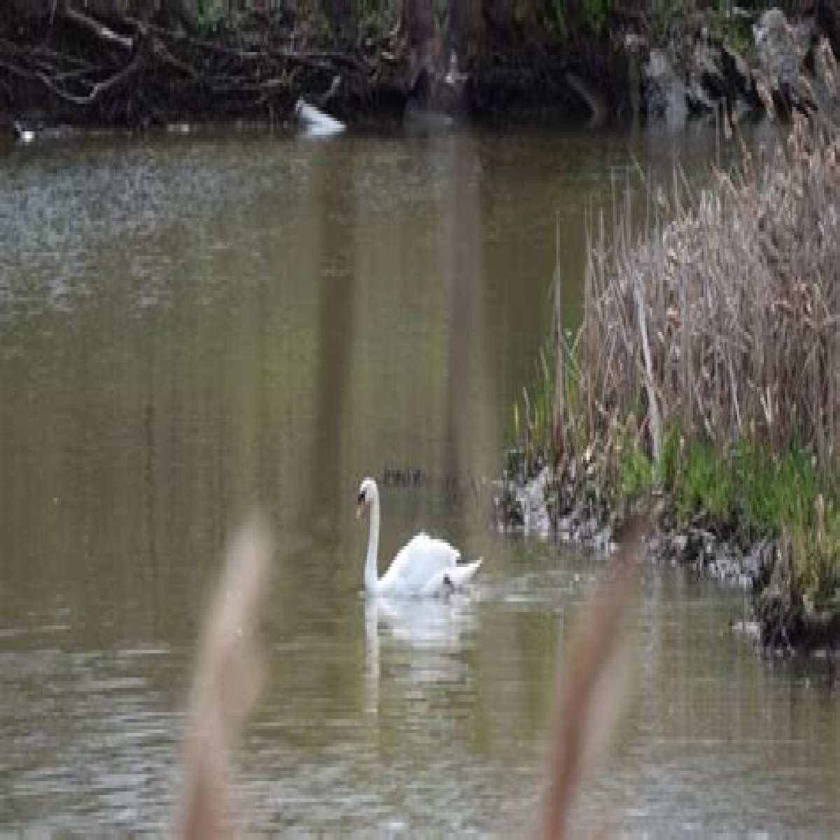 Waterfowl that has mute and trumpeter varieties