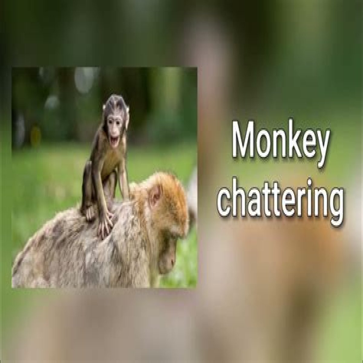 What does it mean when monkeys chatter their teeth?